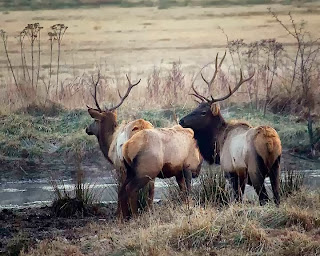 bull elk herd in Boxley Valley