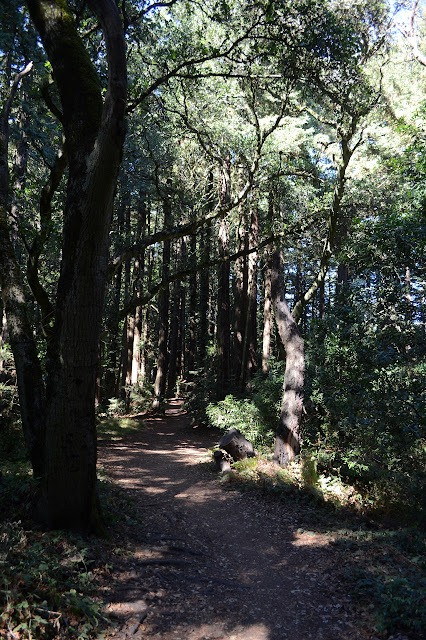 tall trees along the path