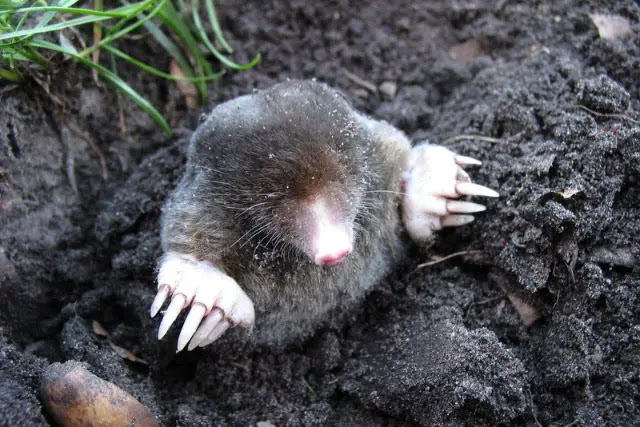 how-to-get-rid-of-ground-moles-with-dawn-soap-1