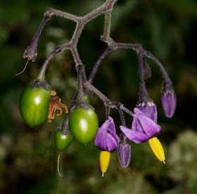 Woody Nightshade, aka Bittersweet, Solanum dulcamara.  Hutchinson's Bank, 2 August 2011.