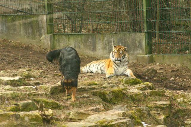 interspecies friendships, a dog and tiger, funny animal photos, animal pictures, dog and tiger cub at the zoo, dog and tiger are friends