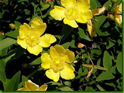 Hypericum canariensis