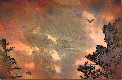 crow 1