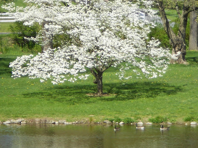 Mid-sized tree covered in white blossoms stands next to a pond where three Canada Geese are swimming.