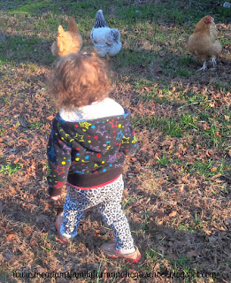 Toddler trying to catch a chicken