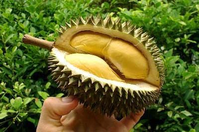 Durian Fruit