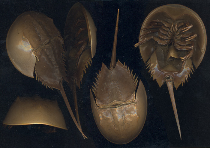 Horseshoe Crab