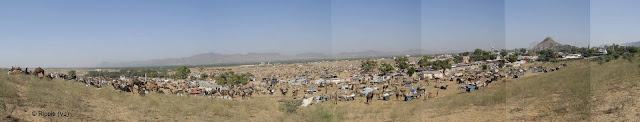 The Pushkar Fair, or Pushkar ka Mela, is the world's largest camel fair held in the holy town of Pushkar in the state of Rajasthan, India. The Pushkar fair is indubitably the world's largest camel fair. Competitions such as the 