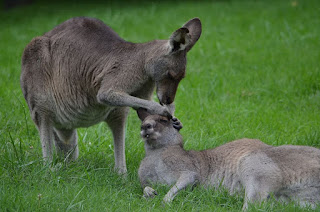 mother and baby animals matching  pictures of baby animals and their mothers  mother and baby animals worksheets for preschool  images of animals and their babies  mother animals and their babies  animal moms and babies  animals and their babies names in english pdf  animals and their babies pictures worksheet  Page navigation