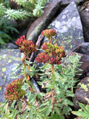 [Crassulaceae] Rhodiola rosea – Roseroot Stonecrop (Rodiola rosea)