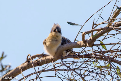 Great-Spotted-Cuckoo