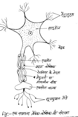 class10-biology-notes-in-hindi-chapter-5-career-crafters