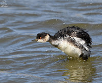 zampullín cuellinegro (Podiceps nigricollis)​ 