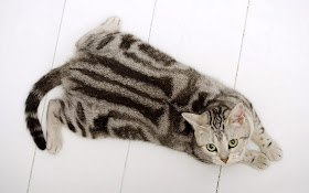 Grey American Shorthair Cat