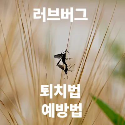 러브버그 퇴치와 예방