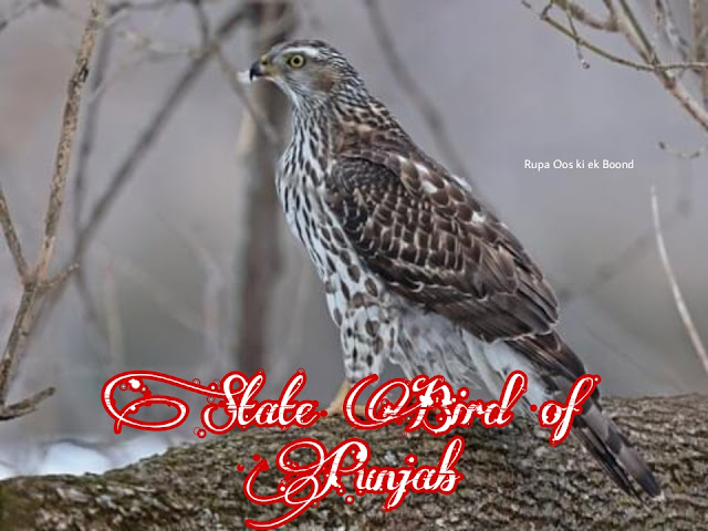 पंजाब का राज्य पक्षी (State Bird of Punjab) || राजबाज़ (Accipiter gentilis) || उत्तरी गोशाक (Northern Goshawk) ||