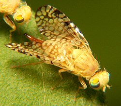Proteína da mosca da fruta pode ser uma nova ferramenta no combate a mosquitos portadores de doenças