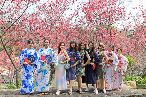 櫻花鳥森林上千棵櫻花結合蜀葵花、小火車、露營、美食、鸚鵡放飛秀