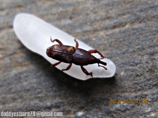 Coleoptera (beetles - kumbang) - Curculionidae (true weevils or snout beetles - kumbang moncong) - Sitophilus oryzae (rice weevil - kutu beras)_08