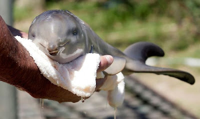 10-Day Old Baby Dolphin Rescued In Uruguay Seen On  www.coolpicturegallery.us