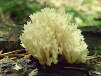 Artomyces pyxidatus