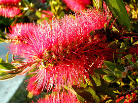 Bottlebrush Callistemon (Melaleuca) sp. Adaminaby, Australia. Photo by Susan Walter.