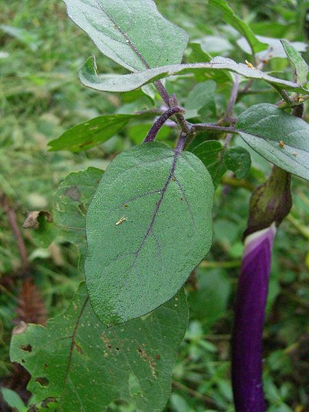 KLASIFIKASI TUMBUHAN BERBIJI Terong  ungu Solanum 