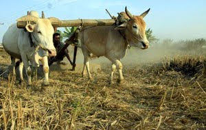 CVPS Cow Power Program For production of  Electricity<br />