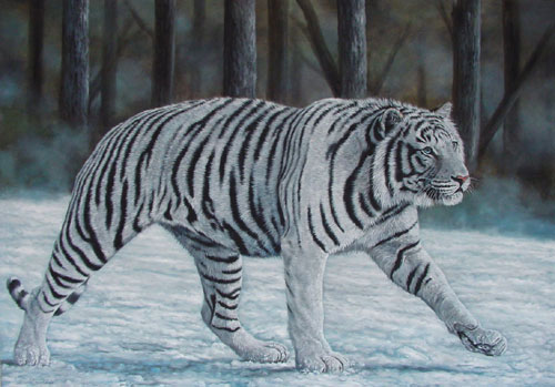 White Tiger Wallpapers Images