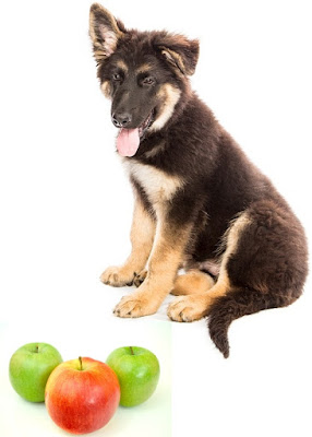 Should Dogs Eat Apples