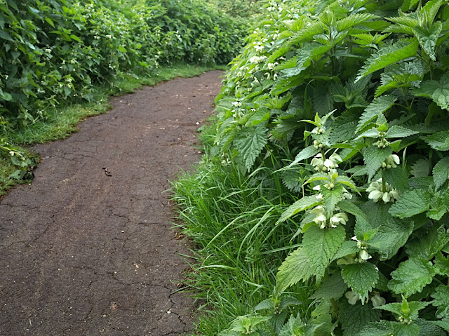 Bike track with banks of white dead nettle on either side