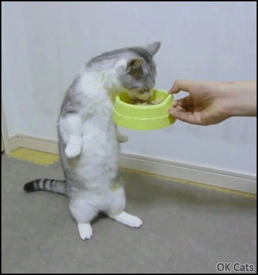Amazing Cat GIF • Standing cat eats like a human. Funny and cute Om Nom Nom [ok-cats.com]