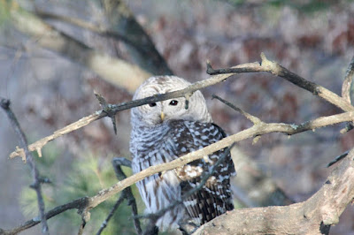 barred owl, not seen for a year