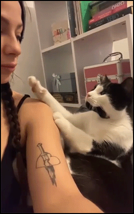 Cute Cat GIF • Loving cat hugs and kisses his human Mom. Pure love,  adorable kitty [ok-cats.com]