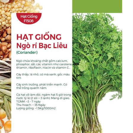 Hạt giống Ngò rí Bạc Liêu