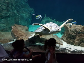 acquario di Livorno