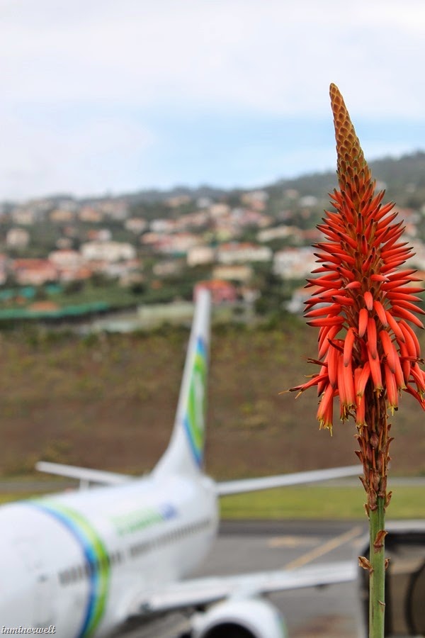 Madeira2014_03