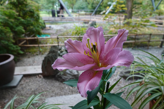 鳥取県西伯郡南部町鶴田　とっとり花回廊　ゆりの館