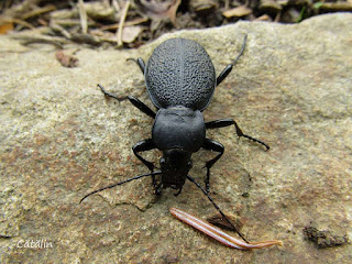 Carabus (Procrustes) coriaceus rugifer IMG3671