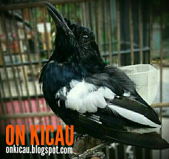 gambar burung kacer mabung / ngurak