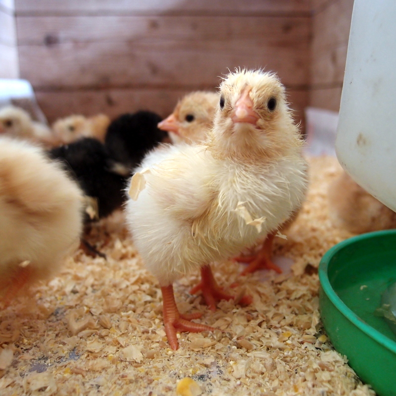 Raising baby chicks