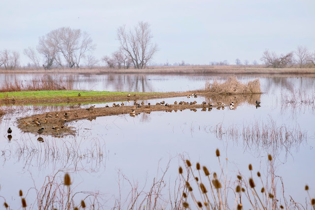 Landscape, birdwatching, ducks, Sacramento, California, National Wildlife Refuge, Ring-necked Ducks, hawks, raptors, Geese, Landscape photography