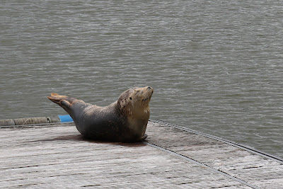 Gewone Zeehond - Seehûn - Phoca vitulina