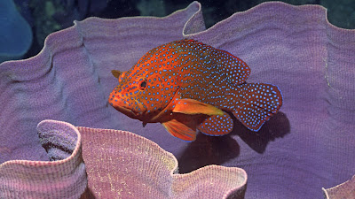 Animales que viven en el fondo del mar como Peces, tortugas, estrellas, etc.