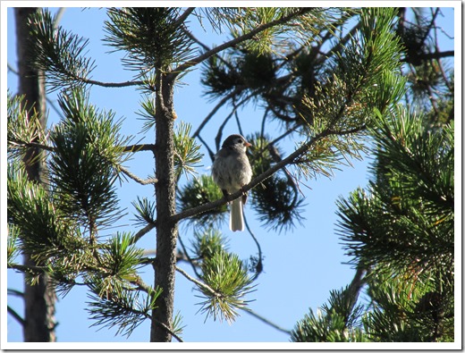 2015-07-23 Wyoming, Foxpark - Leucistic Junco Bird (4)