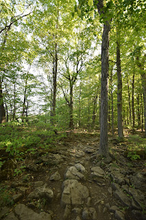 Bruce Trail in forest.