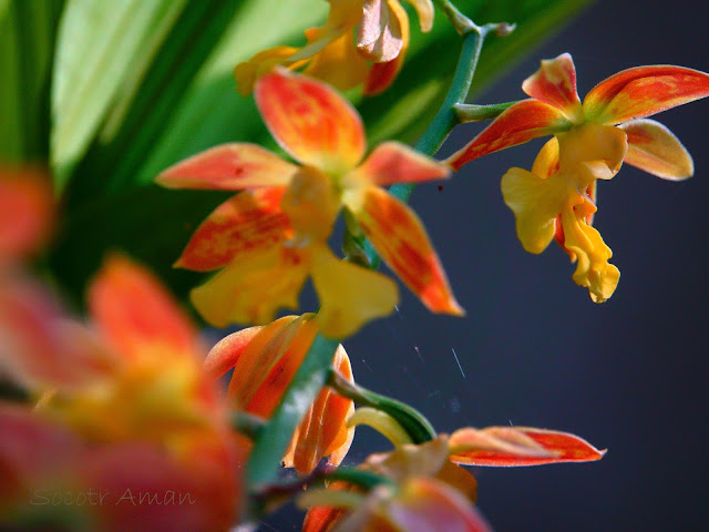 Calanthe discolor