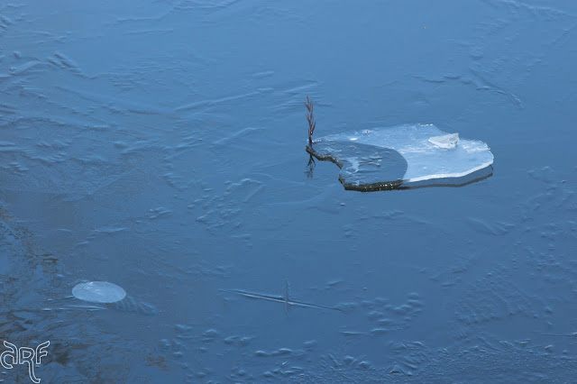 piece of ice with a twig