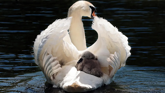 Swan