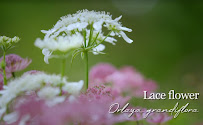 Lace Flower